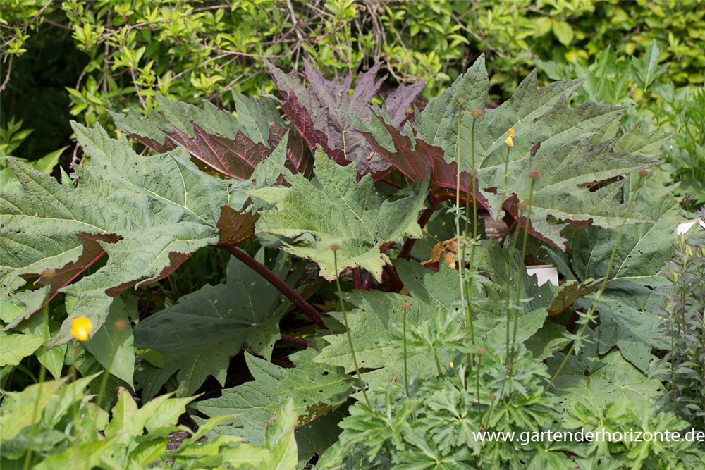 Rheum palmatum var.tanguticum