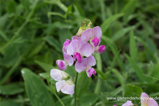 Lathyrus latifolius 'Rosa Perle'