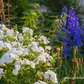 Hohe Garten-Flammenblume 'Danielle'