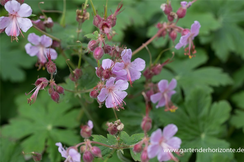 Geranium macrorrhizum 'Ingwersen'