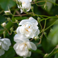 Kletterrose 'Bobby James'