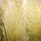 Cortaderia selloana 'Weiße Feder'