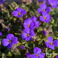 Aubrieta x cult.'Blaumeise'