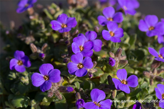 Aubrieta x cult.'Blaumeise'