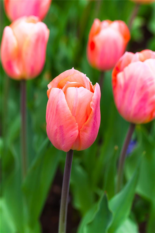 Tulpe 'Apricot Beauty' - 10 Blumenzwiebeln