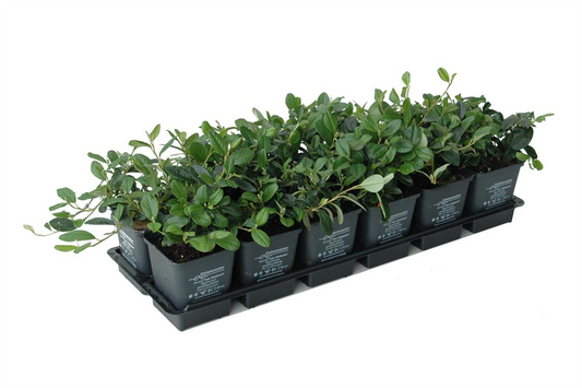 Cotoneaster dam. 'Radicans', 12er Set