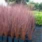 Carex buchananii