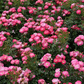 Zwergrose 'Charmant'®