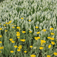 Hohe Garten-Gold-Garbe 'Coronation Gold'