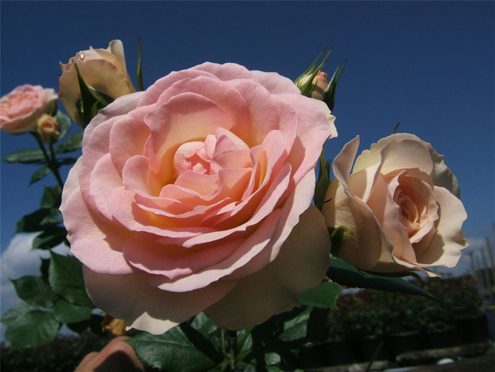 Beetrose 'Garden of Roses'®