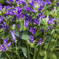 Campanula glomerata 'Dahurica', gen.
