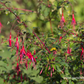 Garten-Fuchsie