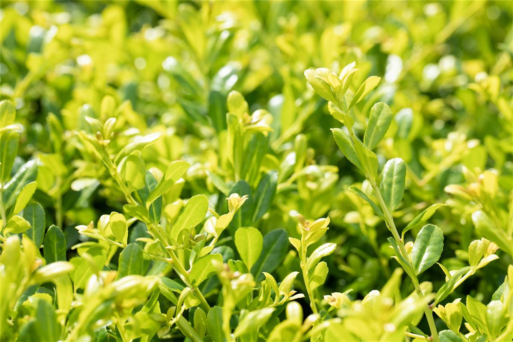 Ilex crenata 'Glorie Gem'