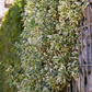 Euonymus fortunei 'Emerald'n Gaiety'