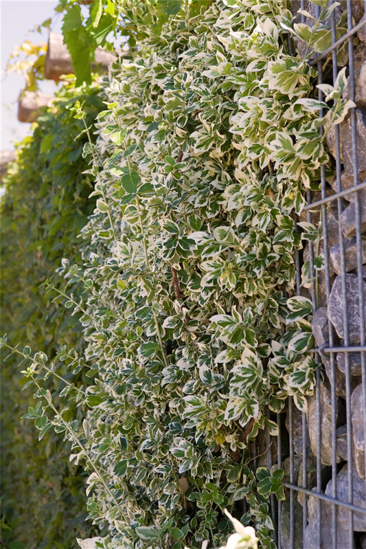 Euonymus fortunei 'Emerald'n Gaiety'