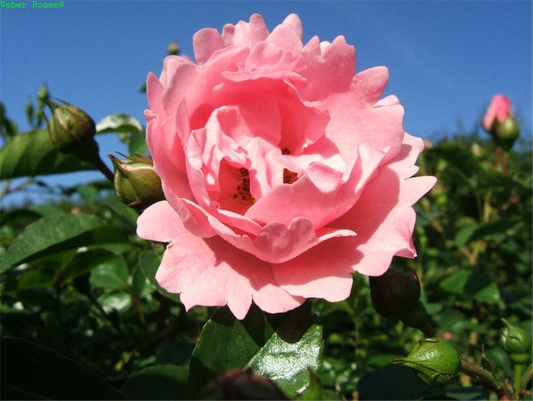 Beetrose 'Sommerwind'®