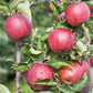 Apfel 'Jonagold'