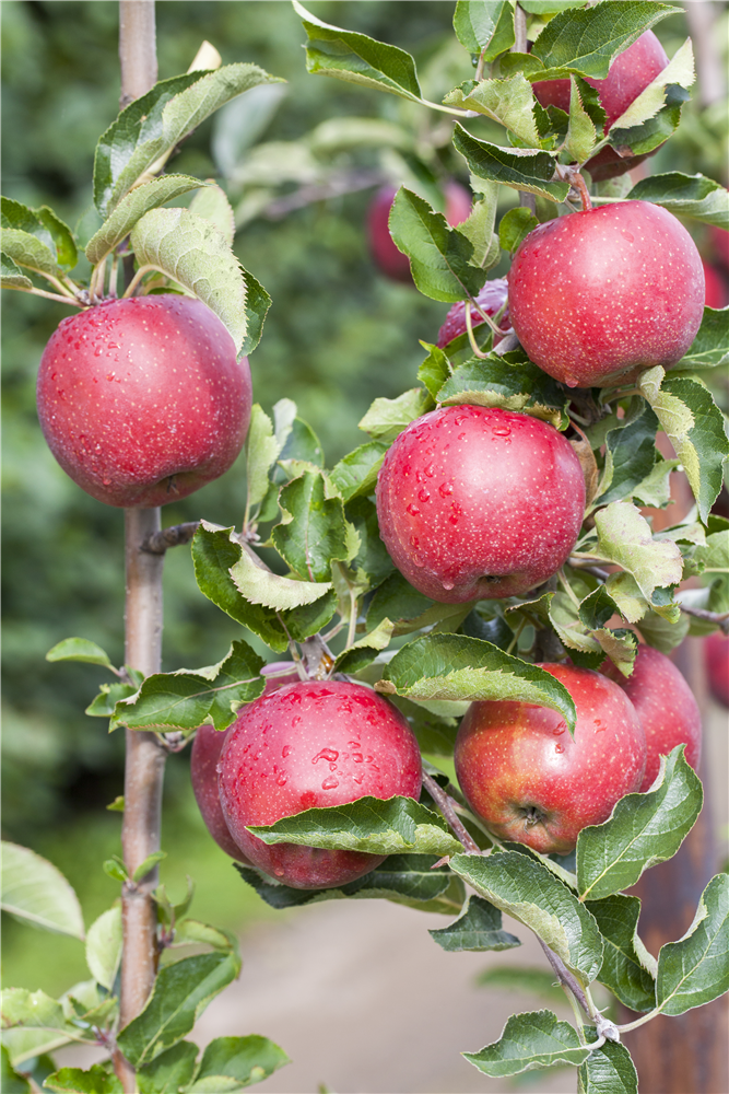 Apfel 'Jonagold'