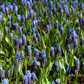 Breitblättrige Traubenhyazinthe - 10 Blumenzwiebeln