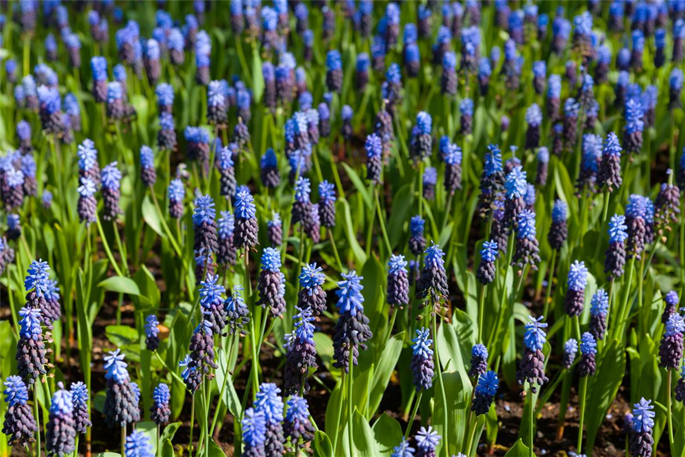 Breitblättrige Traubenhyazinthe - 10 Blumenzwiebeln