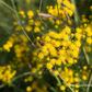 Goldhaar-Aster