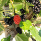 Maulbeere BobBonBerry® 'MojoBerry'