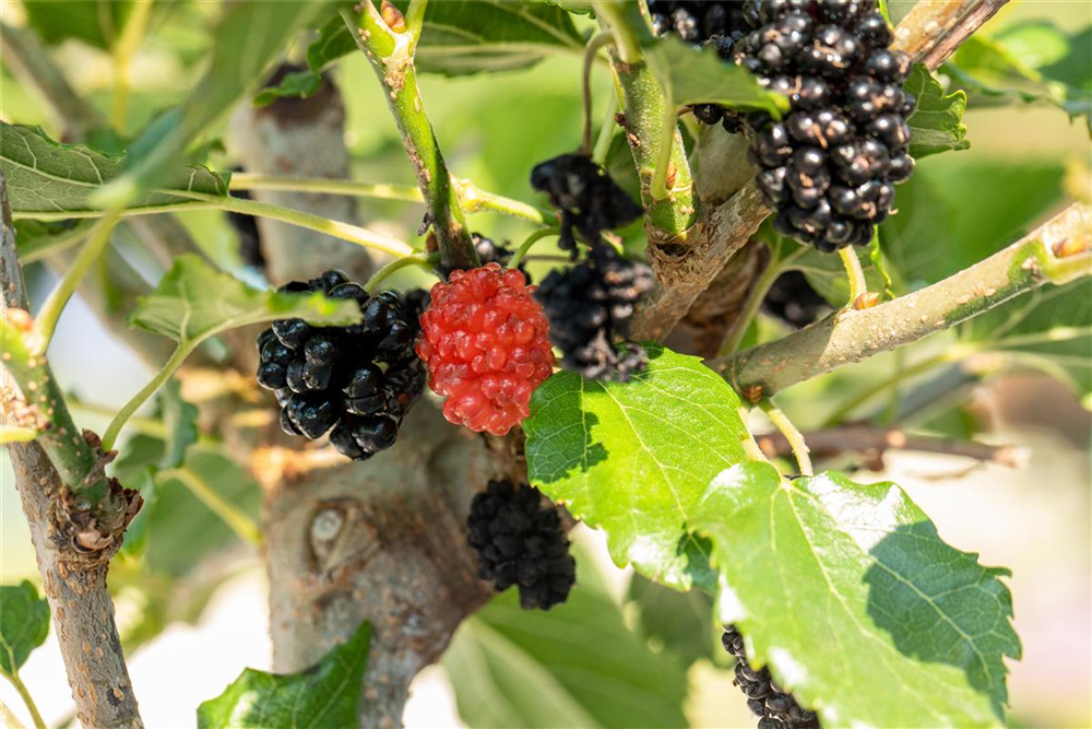 Maulbeere BobBonBerry® 'MojoBerry'