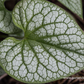 Brunnera macrophylla 'Jack Frost'  -R-