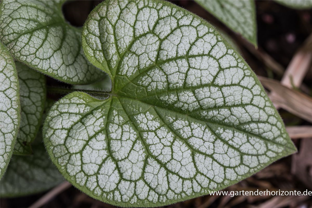 Brunnera macrophylla 'Jack Frost'  -R-