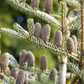Koreatanne 'Silberlocke'