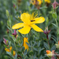 Hypericum polyphyllum 'Grandiflorum'