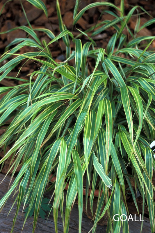 Garten-Ziergras 'Albostriata'