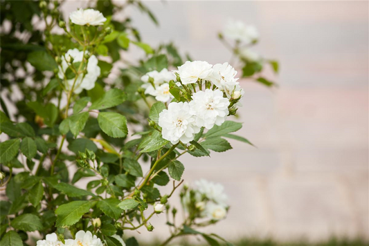 Kletterrose 'Guirlande d'Amour'®