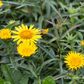 Inula ensifolia, gen.