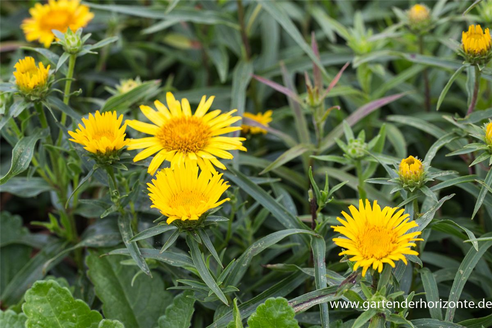 Inula ensifolia, gen.