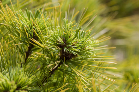 Kissen-Kiefer 'Minima'