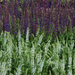 Garten-Blüten-Salbei 'Mainacht'