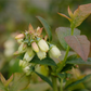 Vaccinium corymbosum 'Bonus'