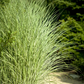 Garten-Chinaschilf