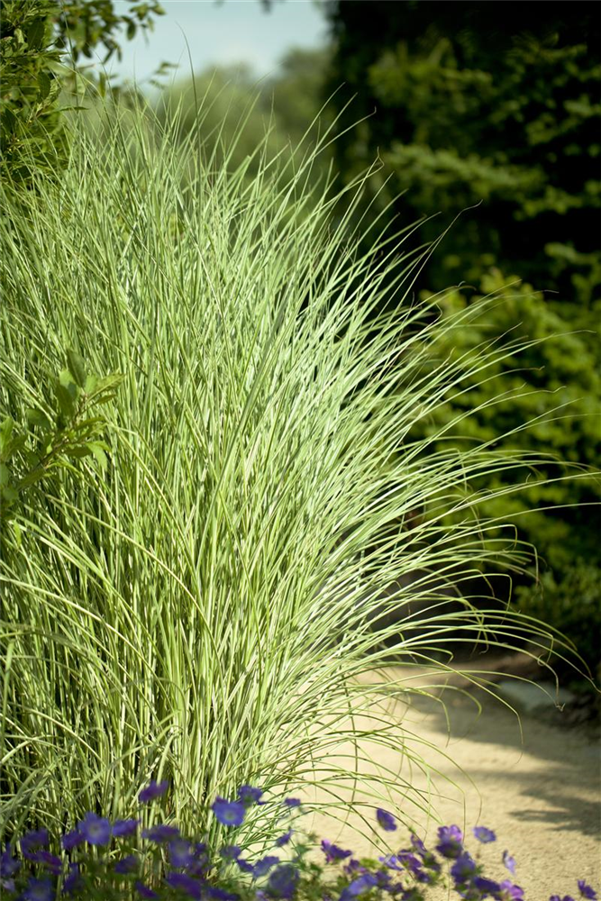 Garten-Chinaschilf