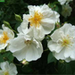 Kletterrose 'Bobby James'