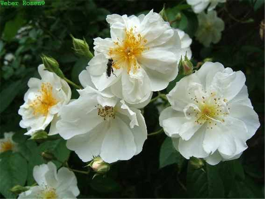 Kletterrose 'Bobby James'