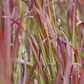 Imperata cylindrica var.koenig.'Red Baron'