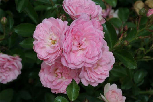Bodendeckerrose 'The Fairy'