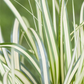 Carex ornithopoda 'Variegata'
