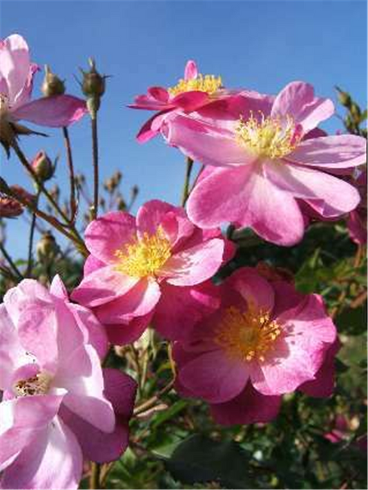 Kleinstrauchrose 'Lavender Dream'®