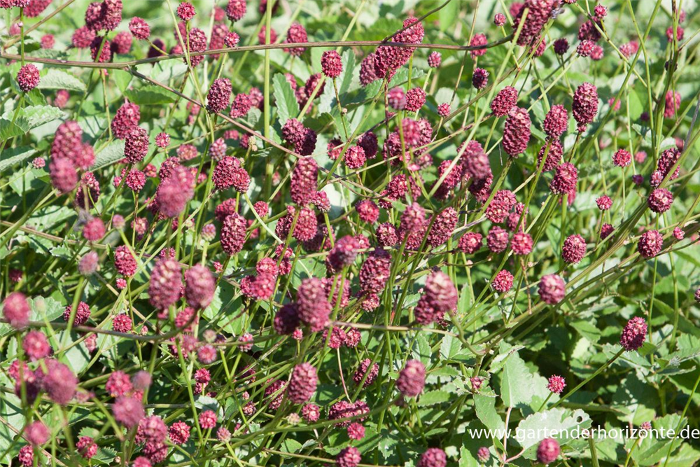 Garten-Wiesenknopf 'Tanna'