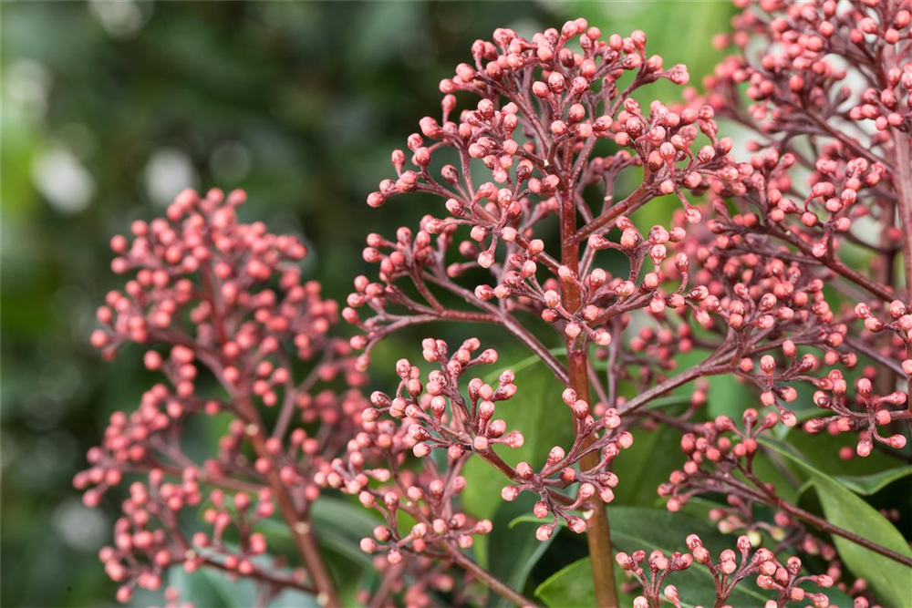 Japanische Blütenskimmie 'Rubella'