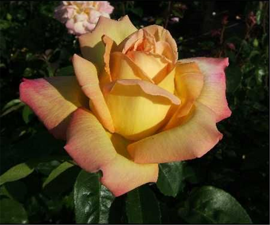 Edelrose 'Peace'