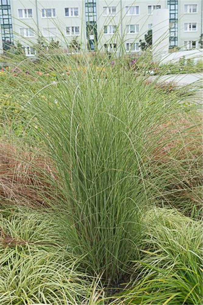 Garten-Chinaschilf